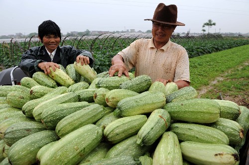 2008年雪灾后乐港镇曹家边村速生蔬菜上市 2008年雪灾后乐港镇曹家边村速生蔬菜上市