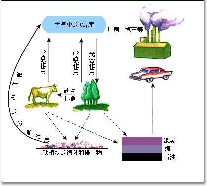 碳循环 碳循环