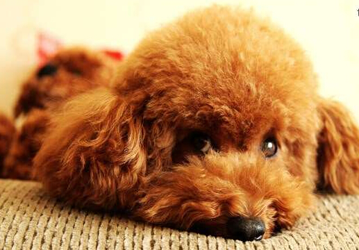 贵宾泰迪犬 贵宾泰迪犬