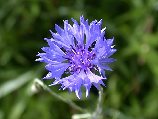 大矢车菊 大矢车菊