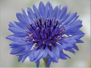香矢车菊 香矢车菊