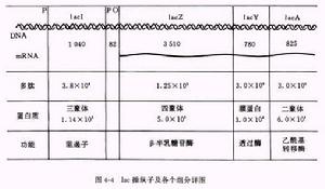 操纵子 操纵子