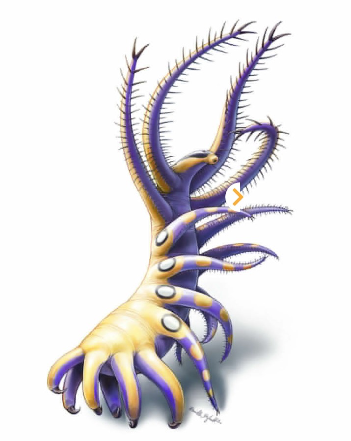 Ovatiovermis cribratus Ovatiovermis cribratus