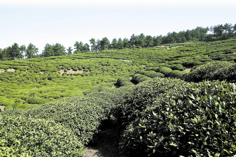 杨家河村(安徽省霍山县太阳乡杨家河村) 杨家河村(安徽省霍山县太阳乡杨家河村)