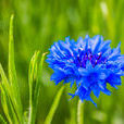 蓝色矢车菊(德国国花) 蓝色矢车菊(德国国花)