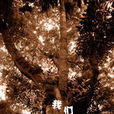 我们(南方出版社出版杂誌) 我们(南方出版社出版杂誌)