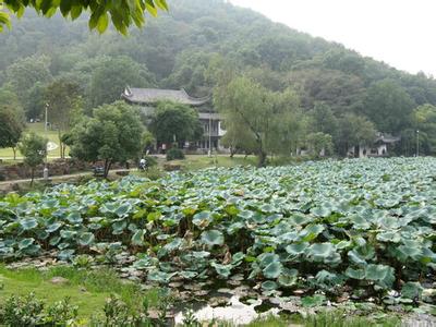 花湖 花湖