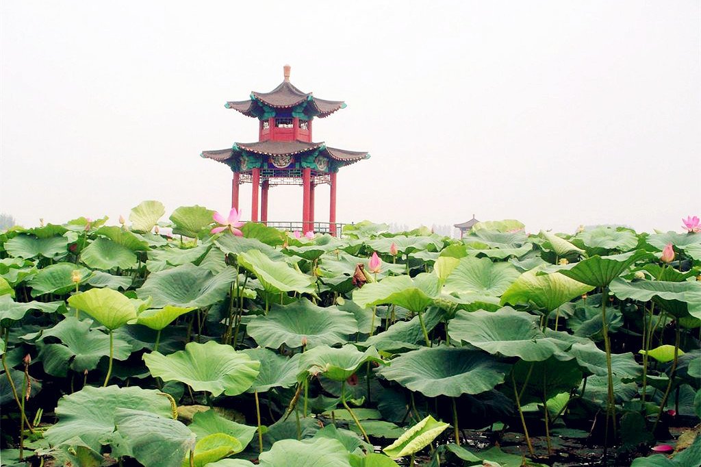 白洋淀荷花大观园 白洋淀荷花大观园