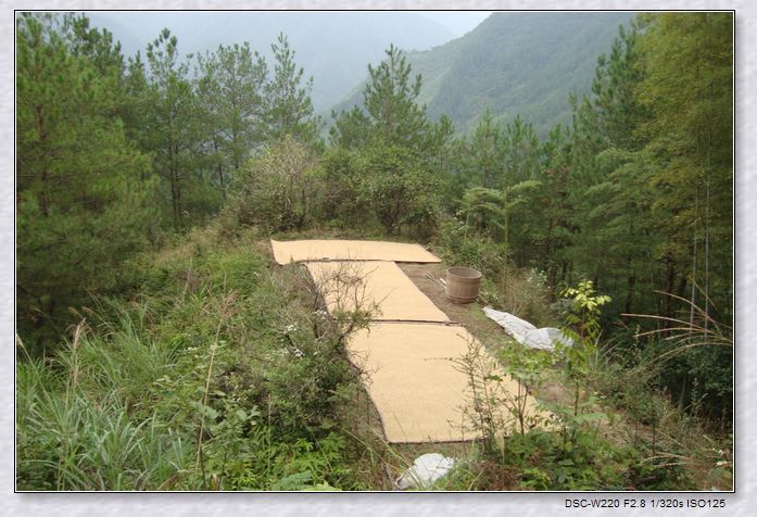 梧桐乡村风光 梧桐乡村风光