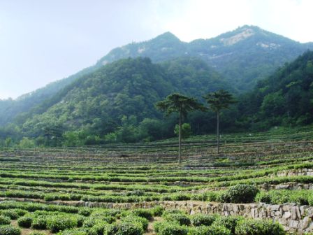 岳西翠兰茶园 岳西翠兰茶园