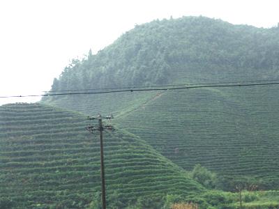 渱光村 渱光村