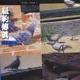 纽约传真 纽约传真