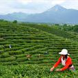岳西茶叶 岳西茶叶