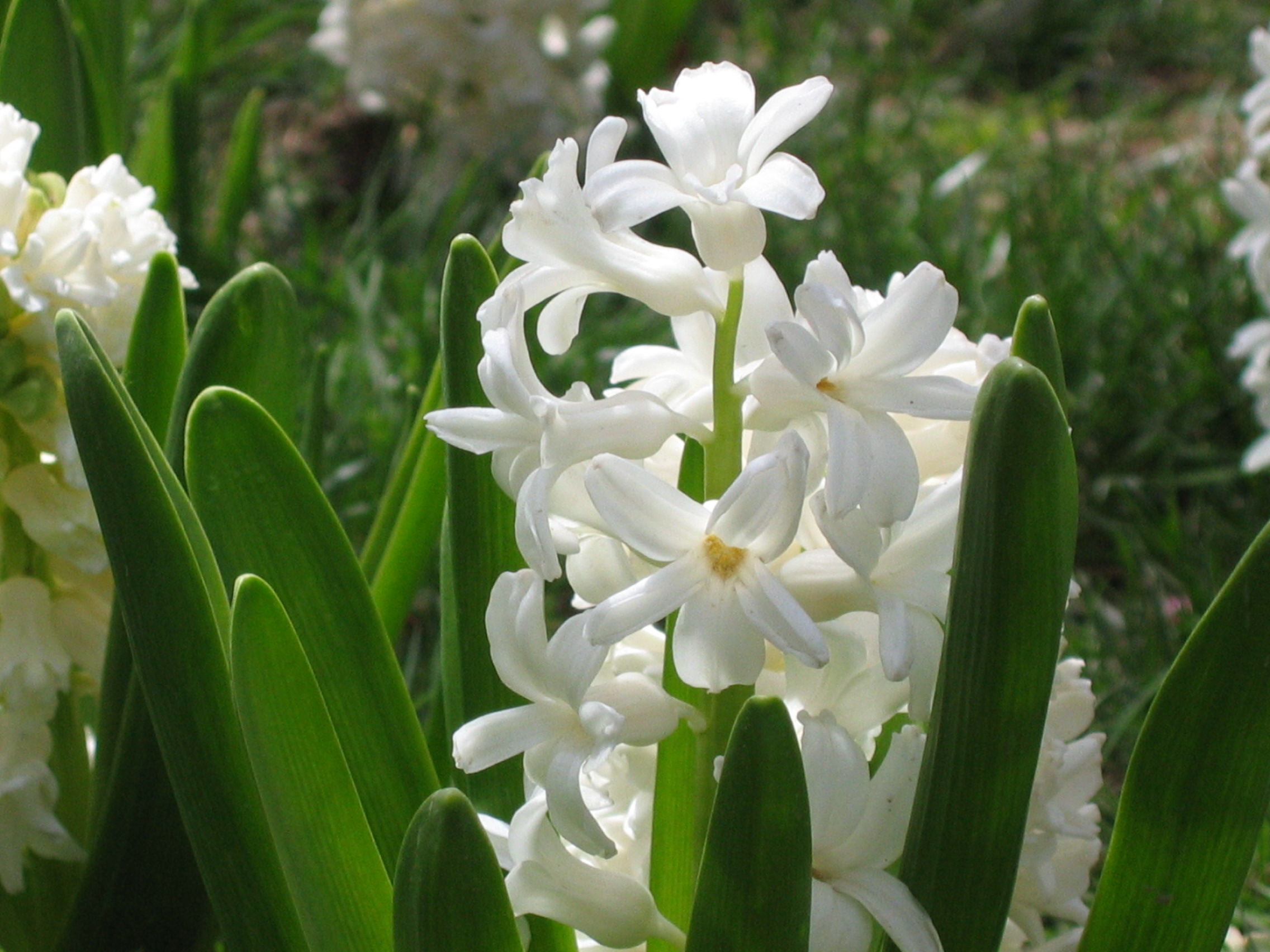 雅辛托斯(风信子花) 雅辛托斯(风信子花)