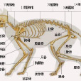 基本结构 基本结构