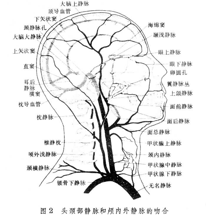 生态学智力假说 生态学智力假说