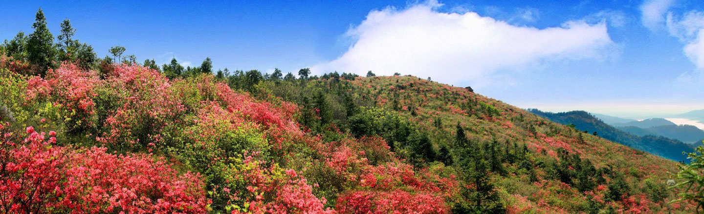 十里花山 十里花山