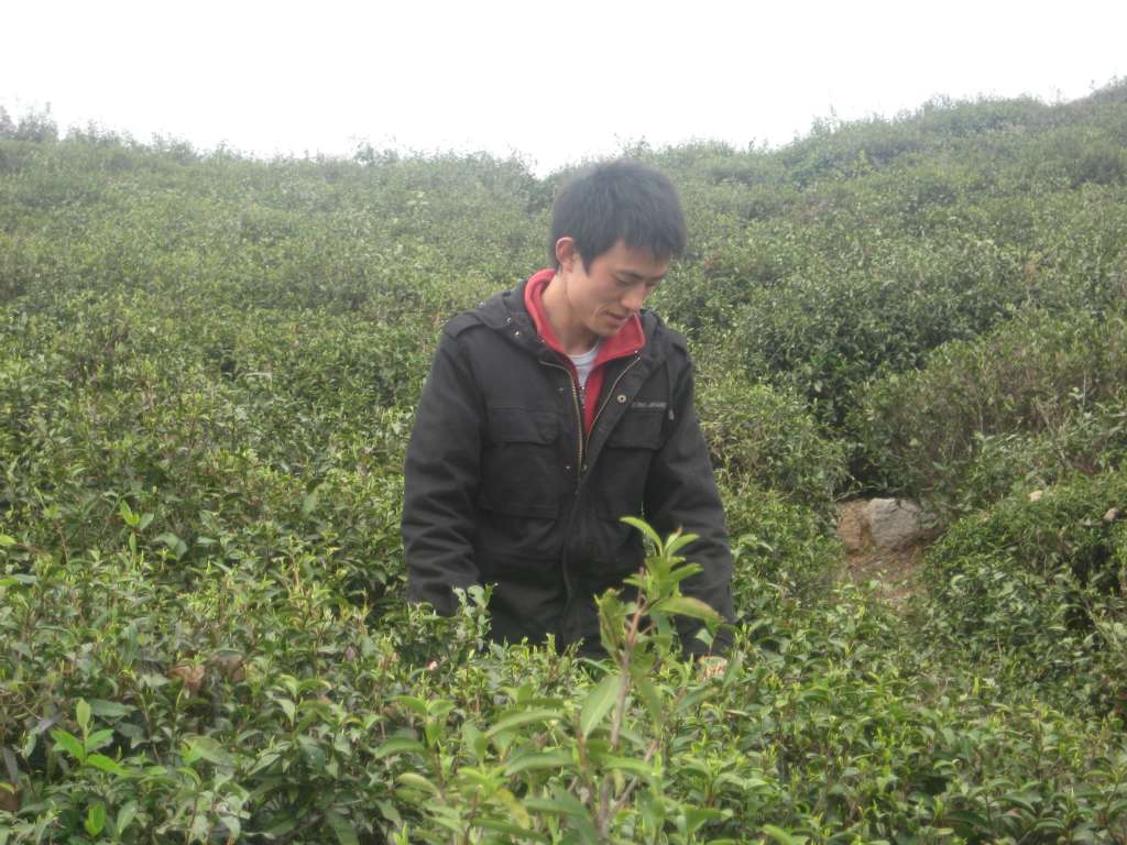 翠兰 翠兰