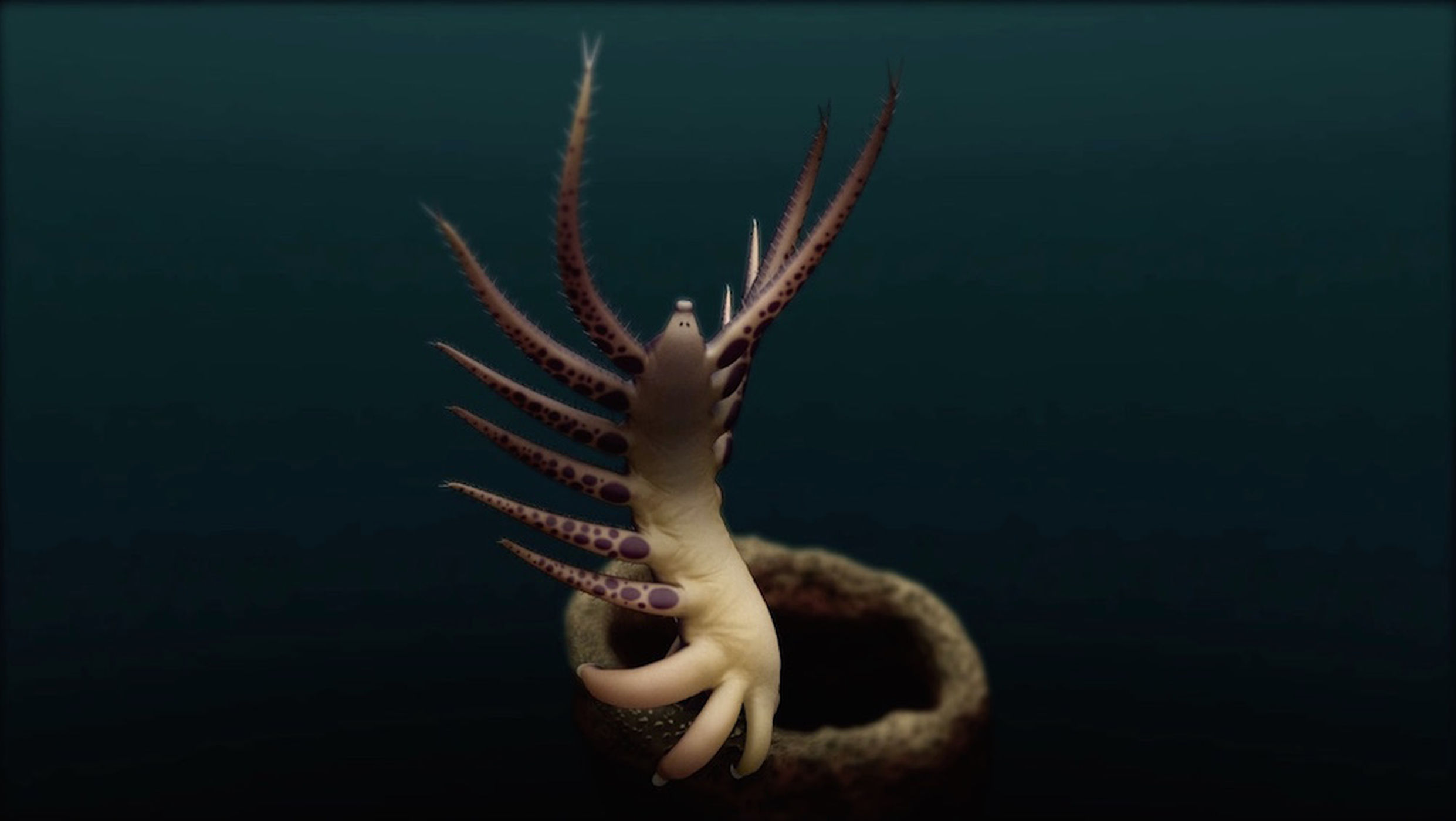 Ovatiovermis cribratus Ovatiovermis cribratus
