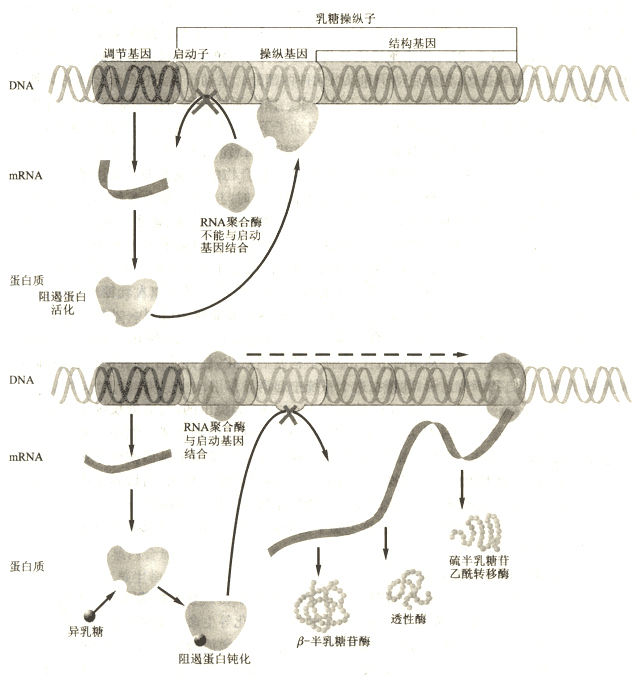 操纵子 操纵子