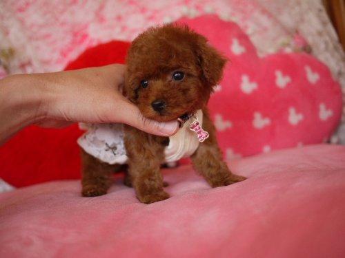 茶杯泰迪犬 茶杯泰迪犬