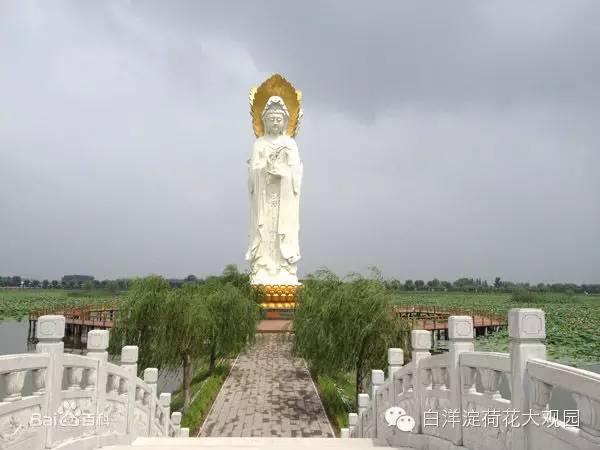 白洋淀荷花大观园 白洋淀荷花大观园