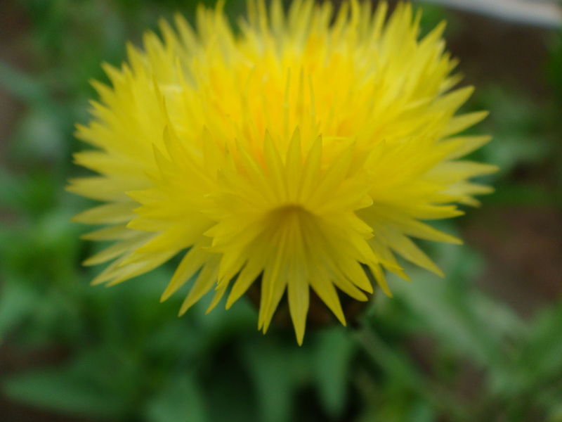 香矢车菊 香矢车菊