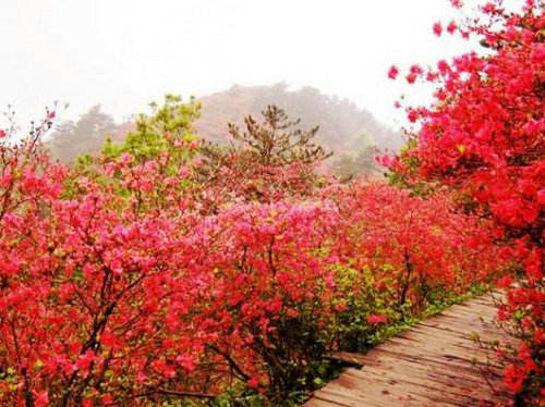 武汉云雾山花径 武汉云雾山花径