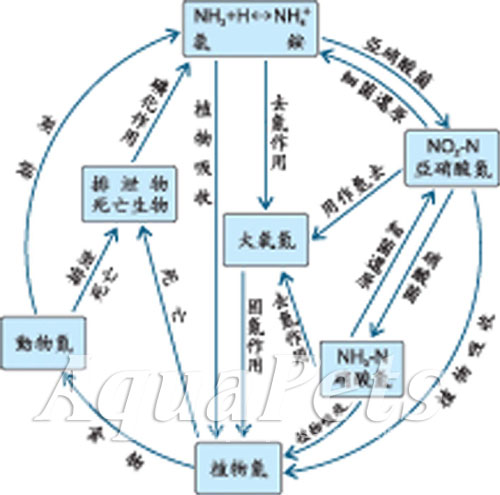 氮循环 氮循环