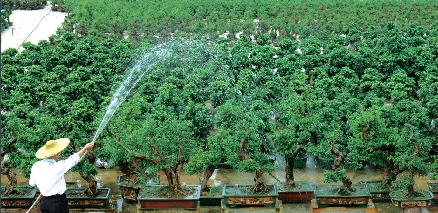瑞玲盆景 瑞玲盆景