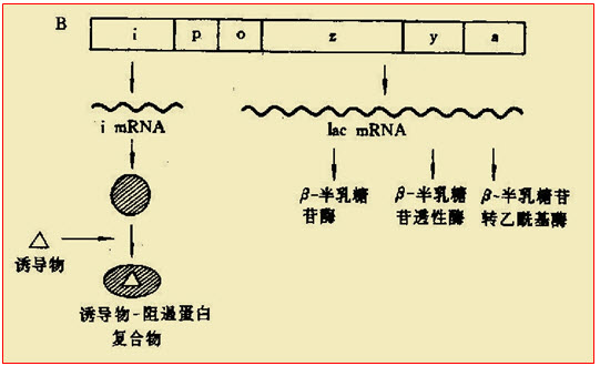 乳糖操纵子 乳糖操纵子