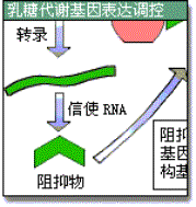 乳糖操纵子 乳糖操纵子