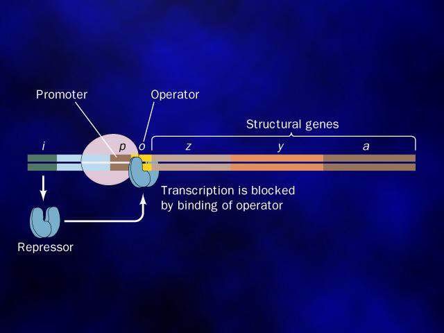 操纵子 操纵子