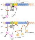操纵子学说 操纵子学说