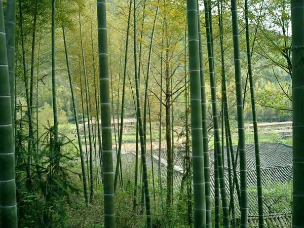 青草镇 青草镇