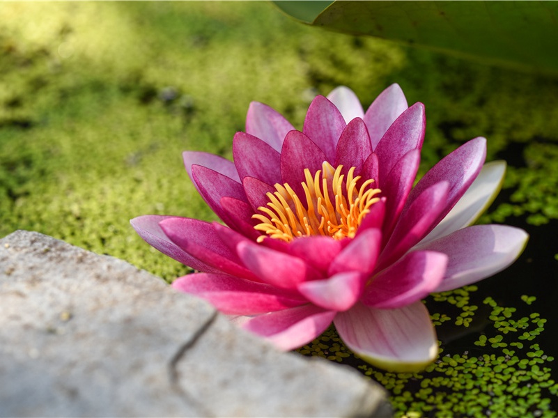 鼓励自己的句子,对自己鼓励的经典句子(100句)