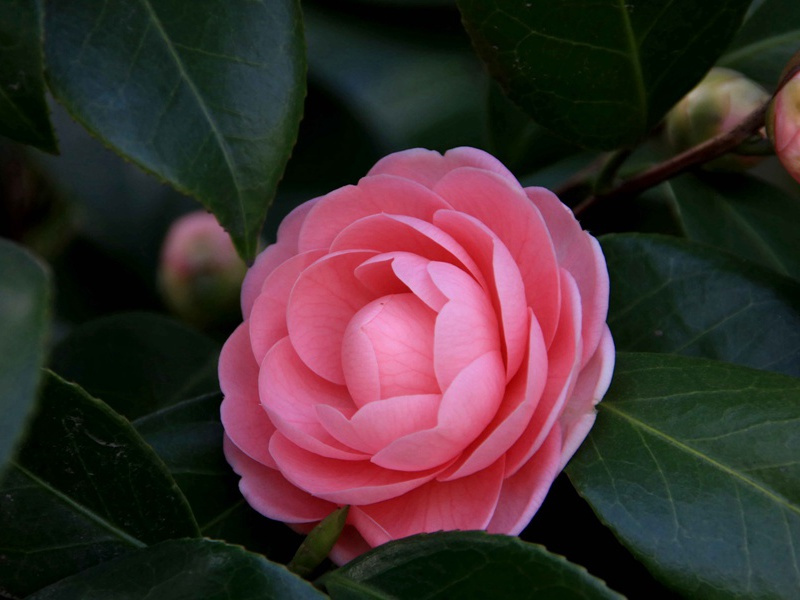 生日句子朋友圈(15句)