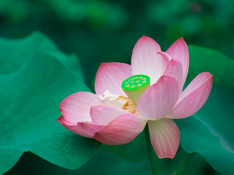 怀念初中时光的句子简短,怀念中学时代的唯美句子(25句)