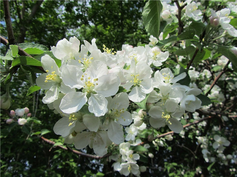 元宵节的简短句子(28句)
