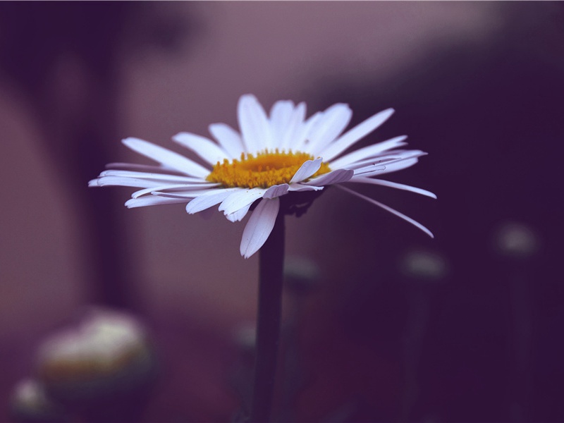 种子发芽的励志句子,种子破土而出的励志激励话语(19句)