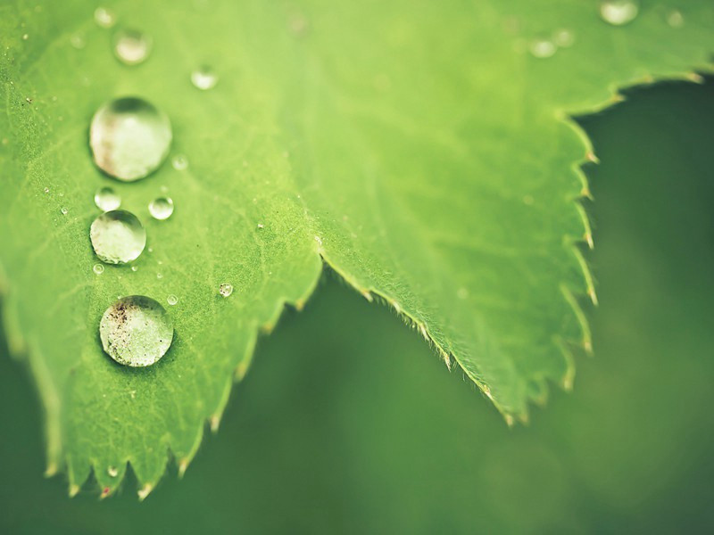 春天的雨拟人句怎么写,春天的雨模仿拟人句(55句)
