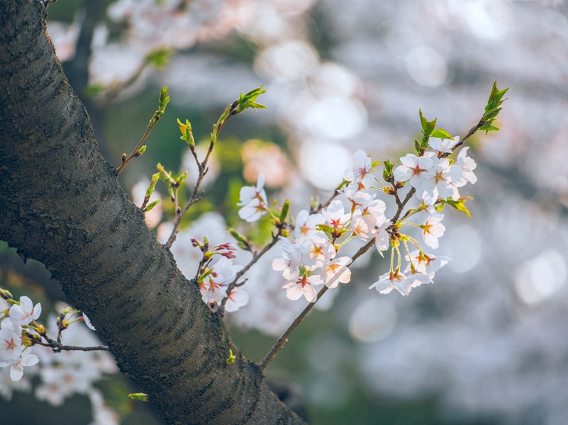 春节想家想亲人的说说,春节到了想家的时候的说说(36句)