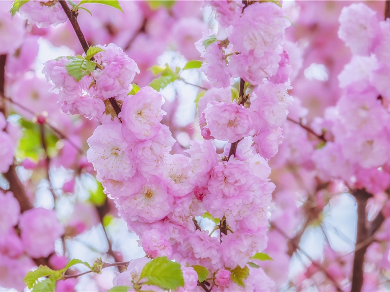 歌颂老师节的短句(60句)