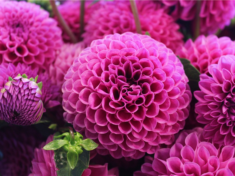 发桃花照片的文案,描写桃花开放的优美句子(30句)