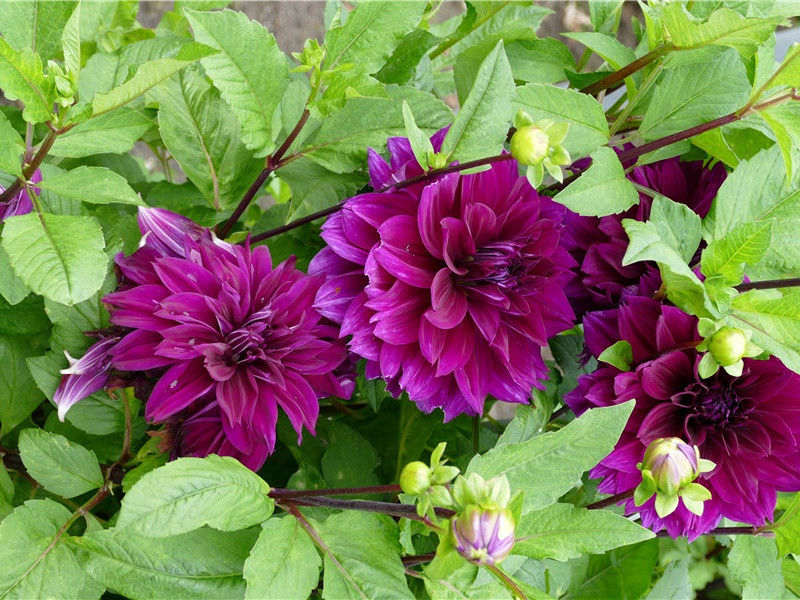 赞美花花和心情的简短句子,花带来的美好心情说说(30句)