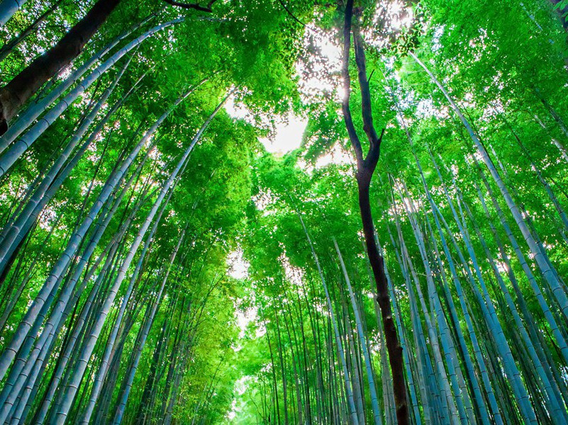 悲催的人生的句子,表达人生不幸的句子(24句)