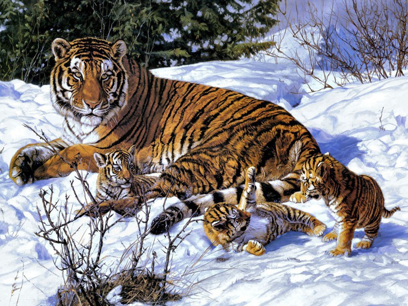 关于猫的名言名句(60句)