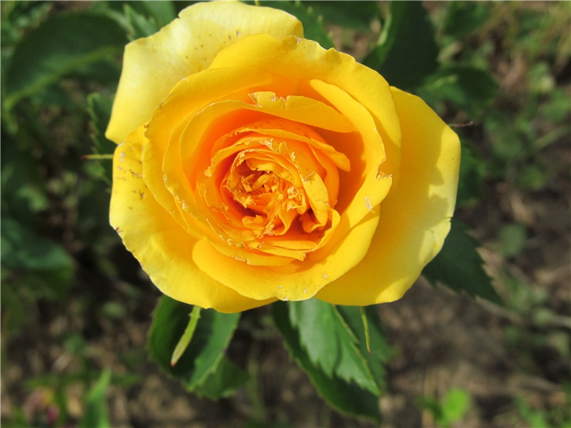 春节想家想亲人的说说,春节到了想家的时候的说说(36句)