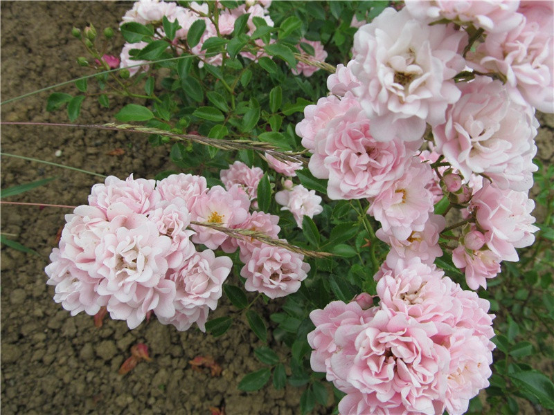 5月20日很甜很撩的句子暖心简短(28句)