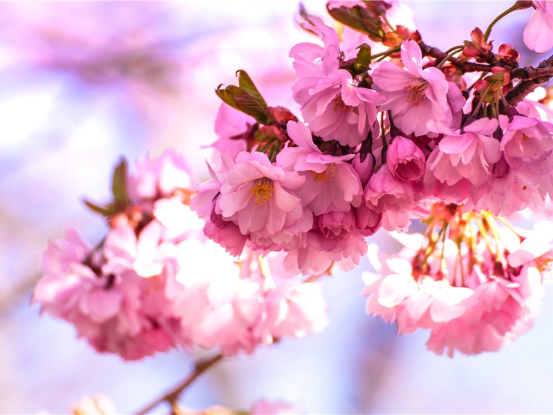 夸人可爱的句子简短话语,小仙女专属甜句(18句)